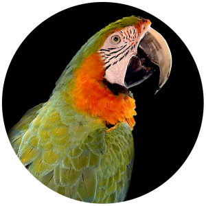 circle birds macaw.Swae .Lyndy