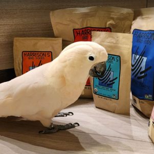 Bird looking at all varieties of bird food