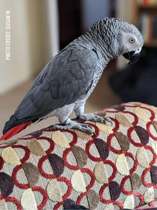 Susan the African Grey