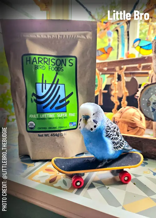 A budgie named little bro