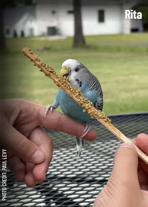 A budgie named Rita