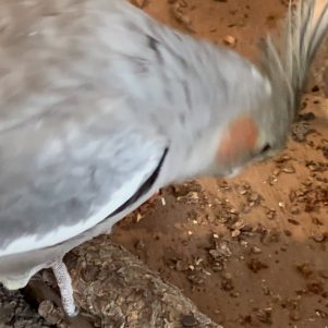 Nuggies Video Overlay