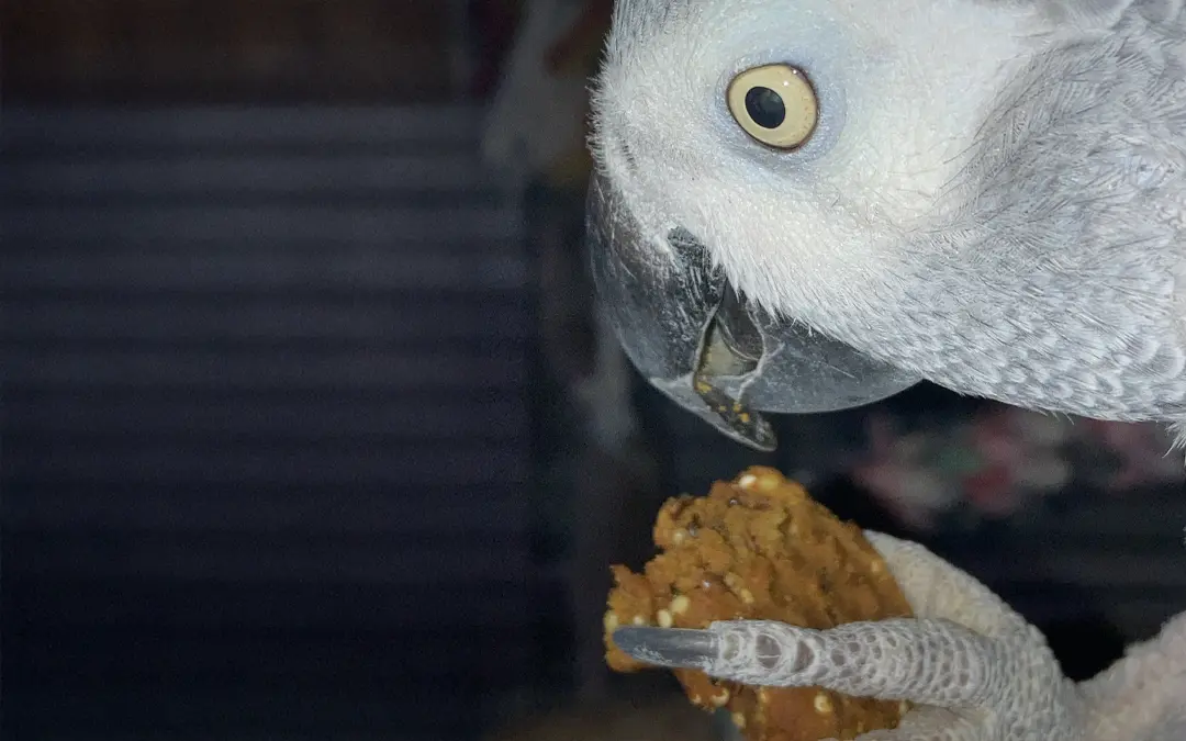Bird with a cookie