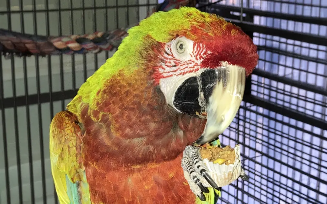 Tropical Treat Muffins