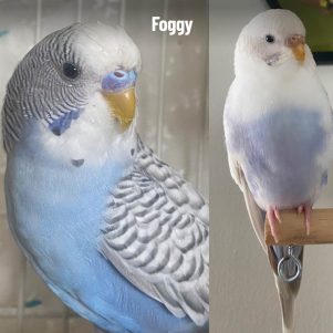 inset-bird-collage-20250519