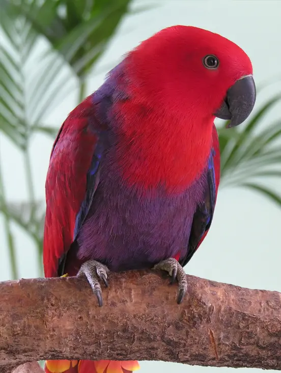 Eclectus