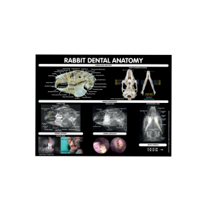 Rabbit Dental Poster (Standard)