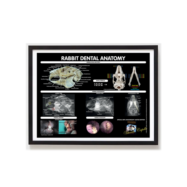 Rabbit Anatomy Framed