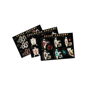 Full-Color Anatomically Correct Animal Posters