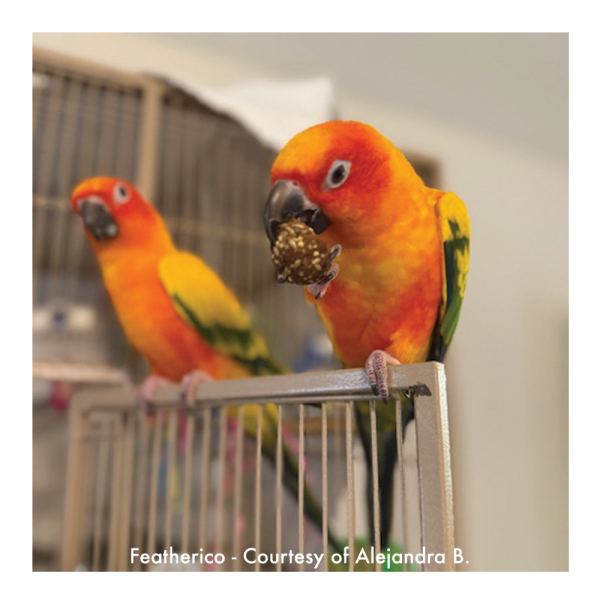 NEW Nuggies* Harrison's Bird Foods