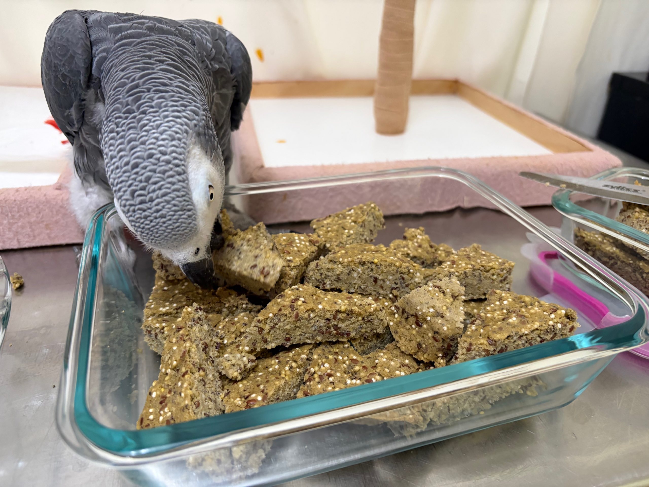 BIRD BREAD MIX - OMEGA* - Harrison's Bird Foods