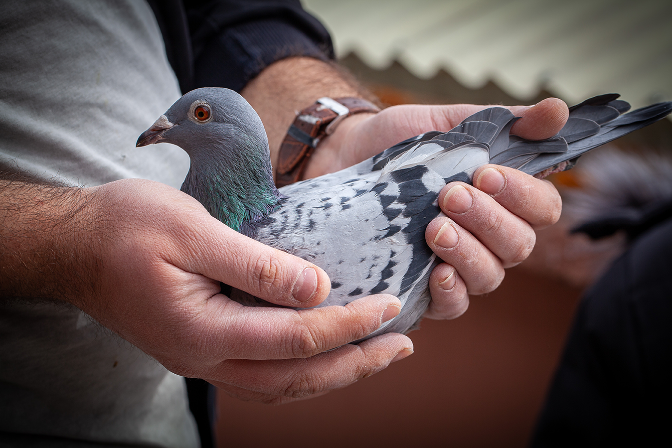 Caretaker holding a pigeon