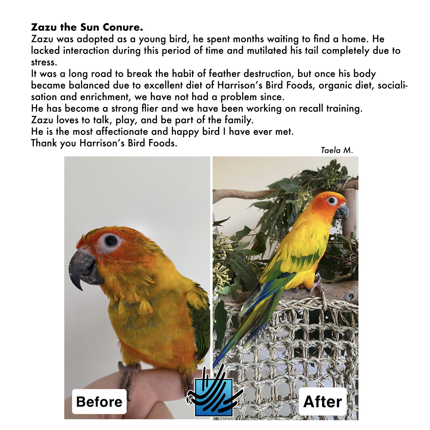 inset-bird-Anakin Before After Zazu Conure