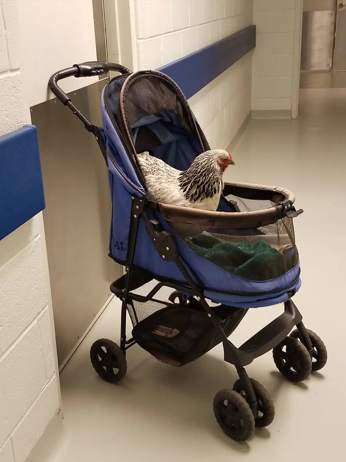 Pet chicken in a stroller