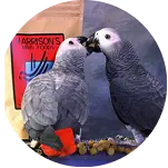 African Grey