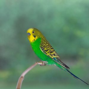 Budgie