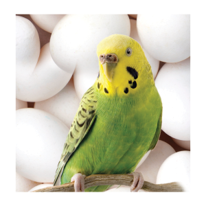 Chronic Egg Laying / Egg Binding