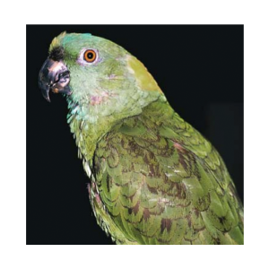 Fatty Liver Disease (Hepatic Lipidosis)