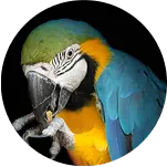 Macaw
