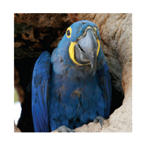 Hypovitaminosis A (Vitamin A Deficiency)