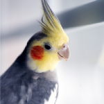 Cockatiel