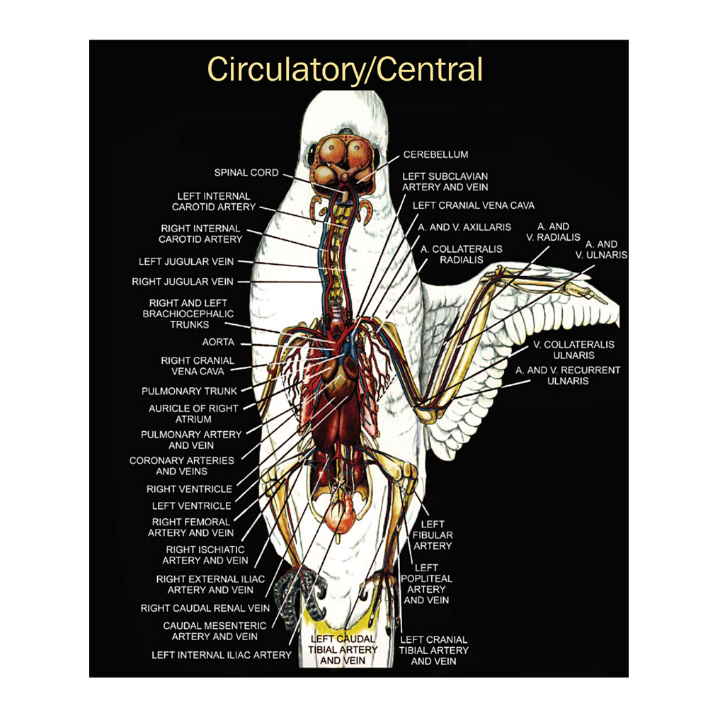 Circulatory