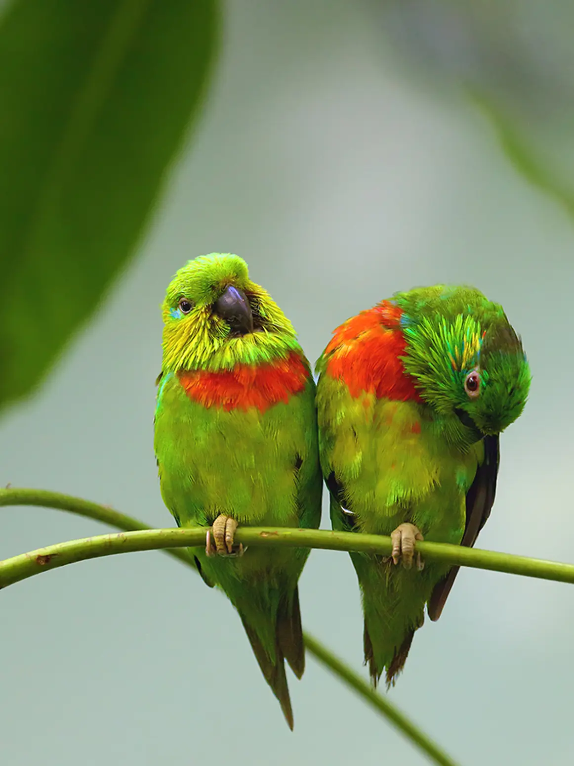Fig Parrots