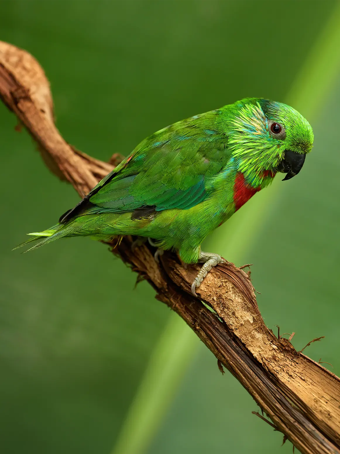 Fig Parrot