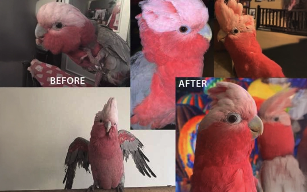 What Your Bird’s Appearance Says About Its Overall Health