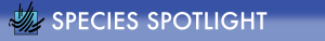 Species Spotlight