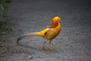 Pheasant