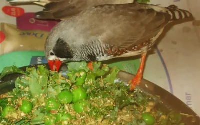 Zebra Finch Enrichment