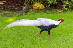 Pheasant