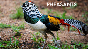 Pheasants