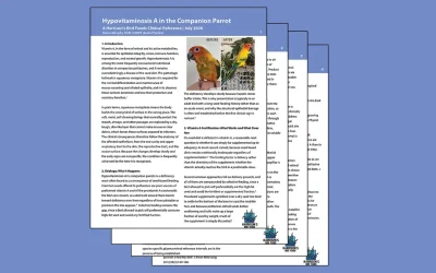 Hypovitaminosis A in the Companion Parrot | A Harrison’s Bird Foods Clinical Reference