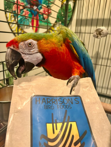 Parrot