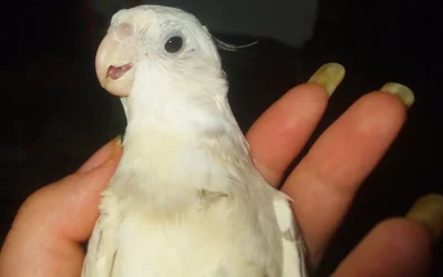 The Cockatiel That Loves to Be Held