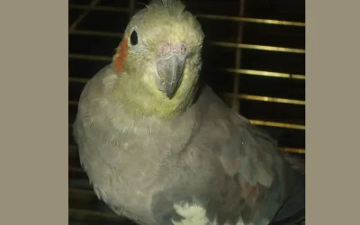 The Cockatiel Who Couldn’t Sit Still