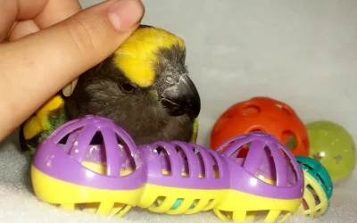4 Things I Learned When Loving Blind Birds