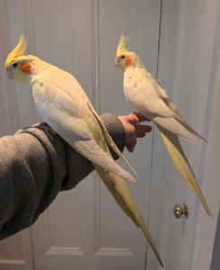 Enzo and Donnie