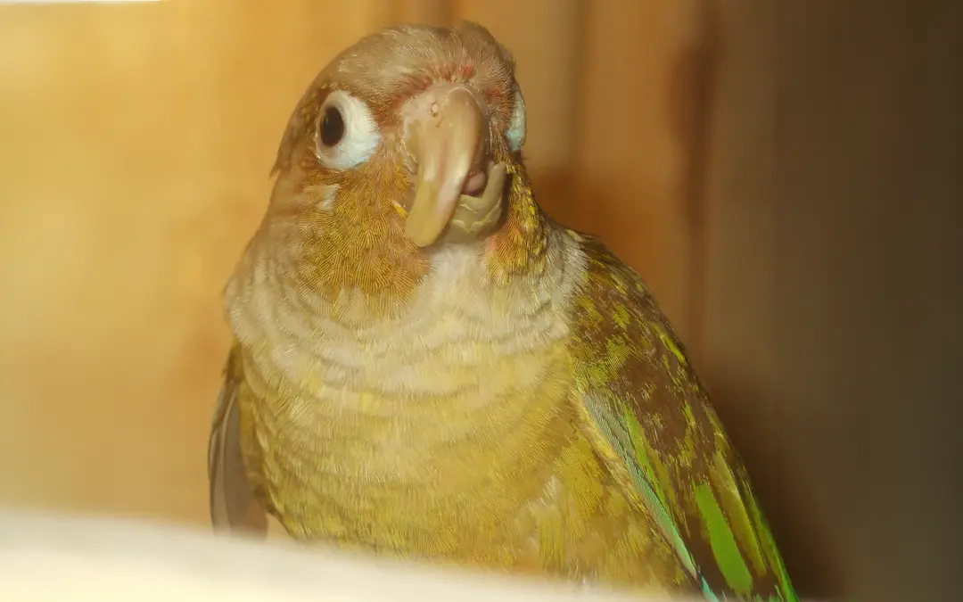Harrison's Bird Foods