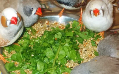 10 Things Zebra Finches Want You to Know
