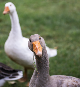 Geese