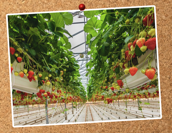 Strawberries