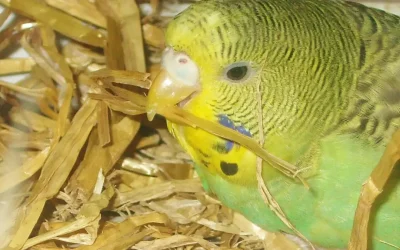 The Budgie Who Learned How To Hop