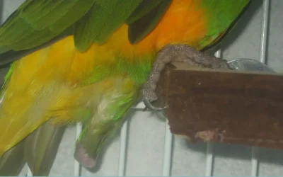 Foot Holdings Species with 1 Leg