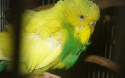 Avian Fatty Liver Disease and How to Help