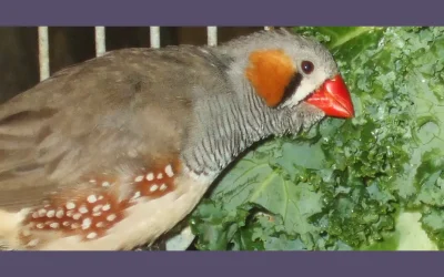 Demystifying the Science of Enrichment