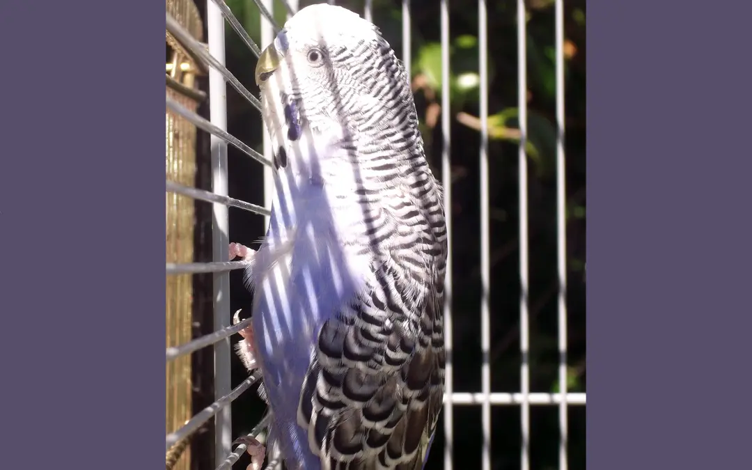 Light Exposure for Birds