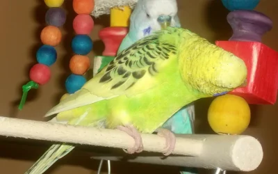 3 Signs Your Bird Is Warming to Enrichment